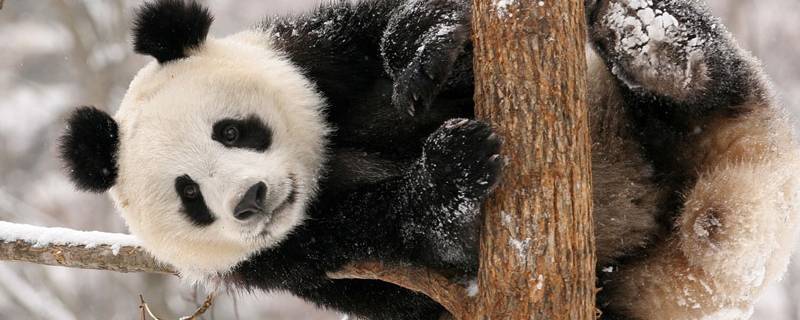 国宝大熊猫的介绍（国宝大熊猫的介绍和特点作文三年级）