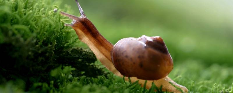 蜗牛喜欢吃什么东西（蜗牛喜欢吃什么东西可以吃吃椰子和什么东西呢）