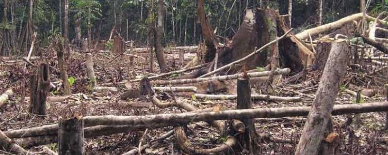 森林砍伐的主要原因 造成森林砍伐的最重要原因
