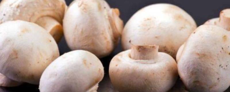 草菇可以放冰箱保存吗 草菇可以存放多久?