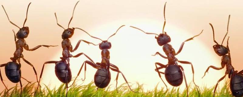 为什么会有蚂蚁（为什么会有蚂蚁在床上）