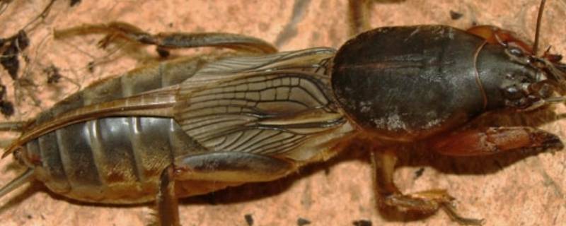 像蟑螂一样的小黑虫是什么虫（像蟑螂一样的小黑虫是什么虫有白条纹）
