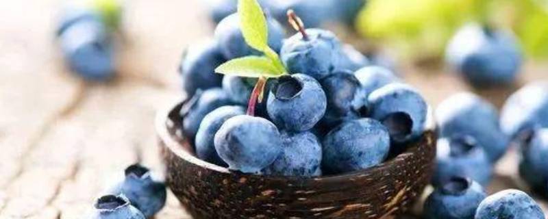 蓝莓坏了是什么样的 蓝莓怎么知道坏没坏