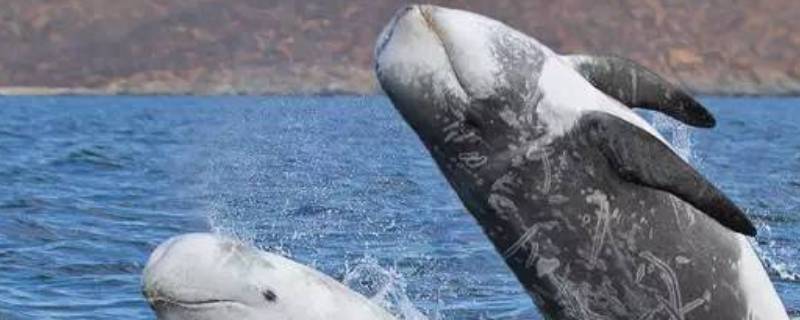 鲸豚是什么 江豚是鲸鱼吗