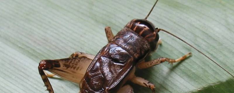 昆虫记蟋蟀主要内容 昆虫记蟋蟀主要内容概括100字