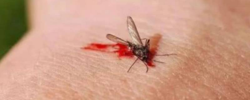 蚊子几天不吸血会死（蚊子一晚上不吸血会死吗）