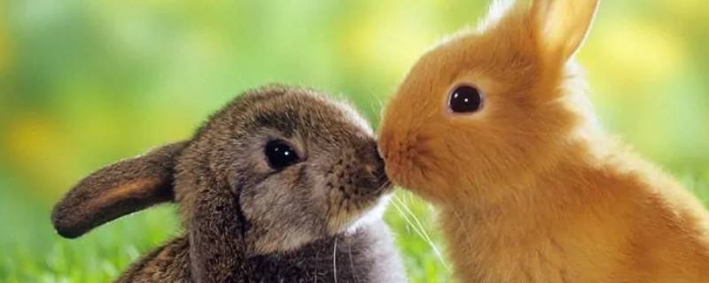 兔子是啮齿类动物吗（兔子是啮齿目动物吗?）