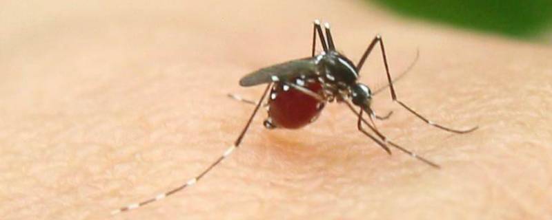 中国蚊子种类 中国蚊子种类图片大全