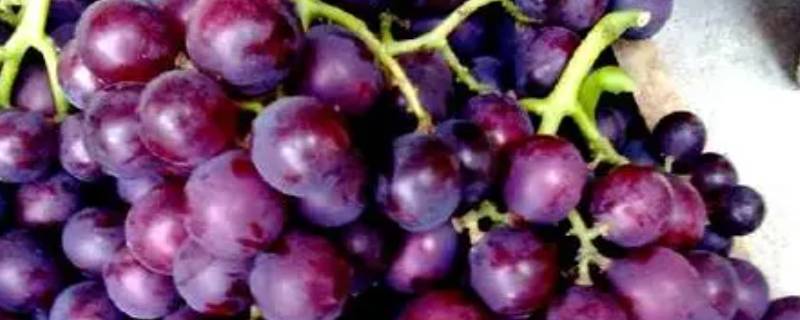 长葡萄叫什么名字紫色（紫色的长长的葡萄叫什么葡萄）