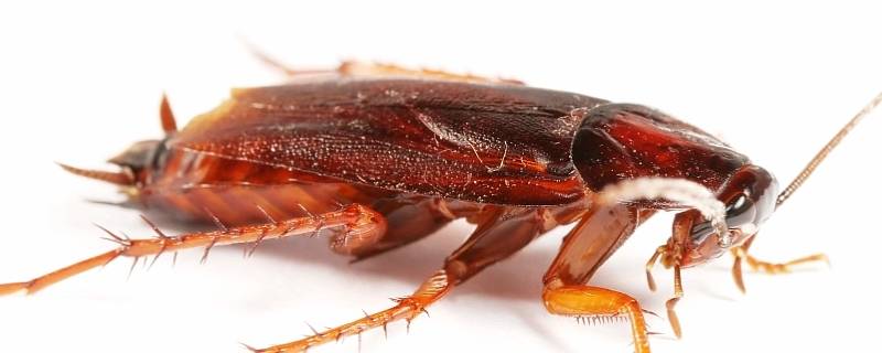 蟑螂的特性 蟑螂最明显的特征