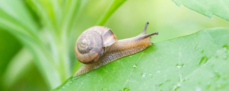 蜗牛寿命 白玉蜗牛寿命