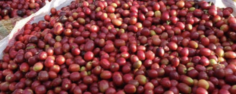 肯尼亚咖啡豆适合做哪种咖啡 肯尼亚咖啡豆有哪些