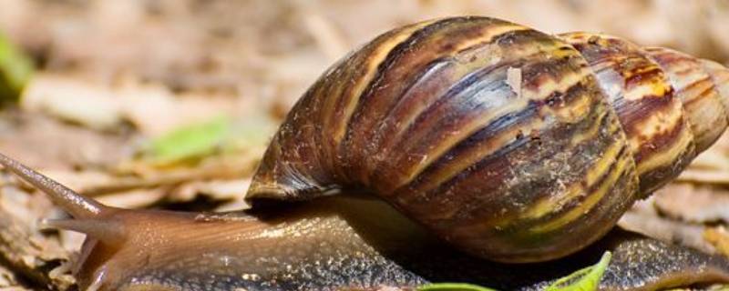 非洲大蜗牛和白玉蜗牛有什么区别 非洲大蜗牛和白玉蜗牛一样吗
