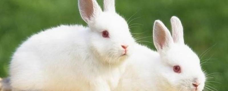 兔子可以吃吗 兔子可以吃绿萝的叶子吗