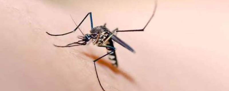 蚊子嗡嗡叫是什么原因（蚊子发出嗡嗡的叫声是因为什么）