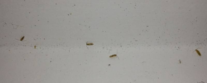 墙上长虫子怎么回事是什么虫子 墙上长虫子怎么回事是什么虫子呢