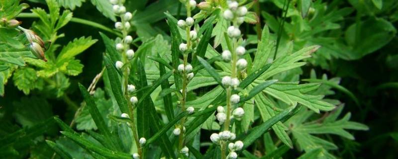 蒿属花粉几月到高峰期 蒿草花粉几月份是高峰期