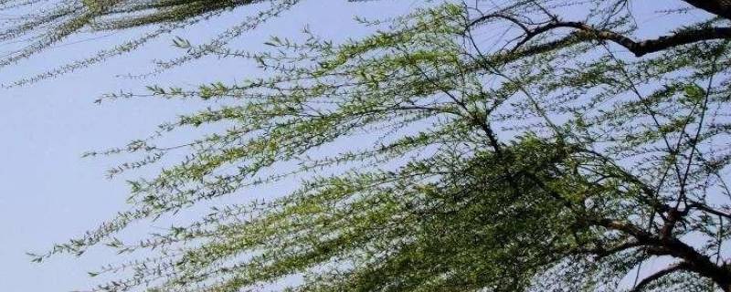 大风级别（大风级别怎么划分颜色）