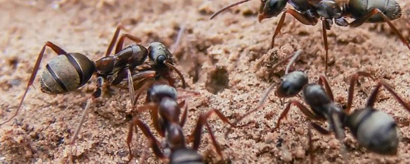 蚂蚁怎么处理死去的同伴 蚂蚁死掉同伴拿走干嘛