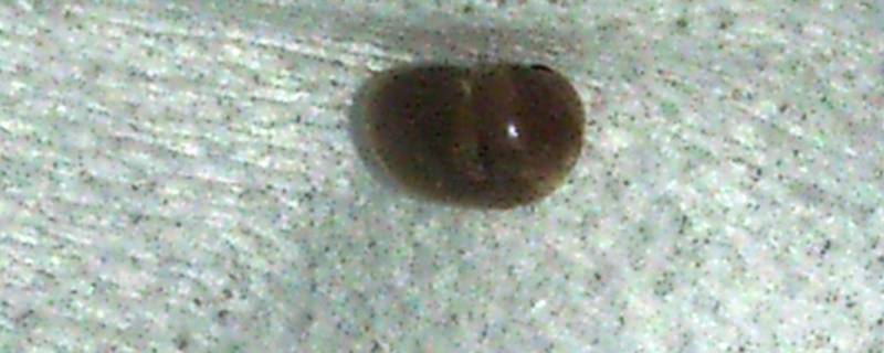 家里有带壳褐色的虫子怎么办 卧室里有褐色带壳的小虫子