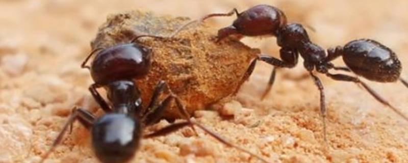 蚂蚁的触角像什么 蚂蚁的触角像什么东西