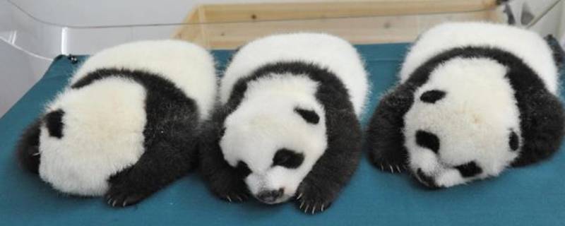 大熊猫冬眠吗 野生大熊猫冬眠吗