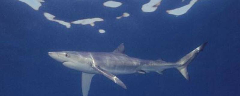 淡水鲨鱼有几种 淡水鲨鱼有几种图片