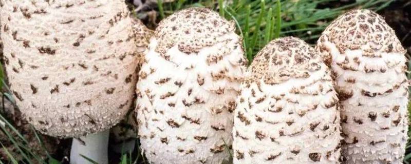草坪上常见的蘑菇 草坪上常见的蘑菇种类及图片