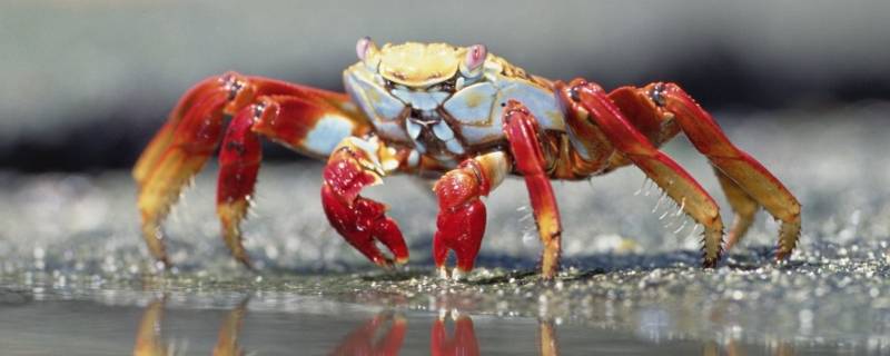 河里的螃蟹吃什么食物 河里面的螃蟹吃什么呀?