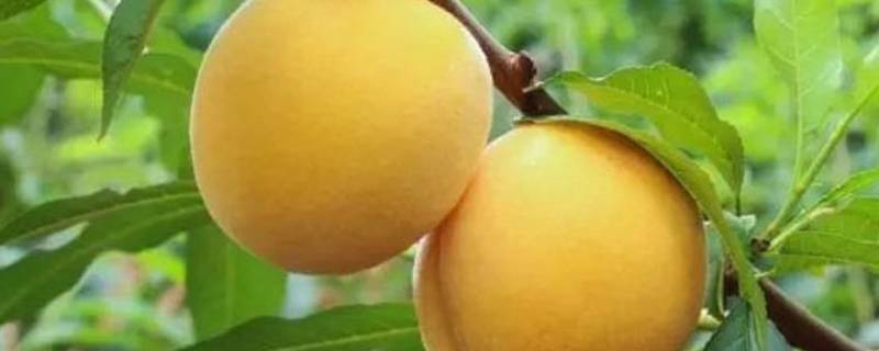 大量的黄桃怎样保存（黄桃好保存吗）