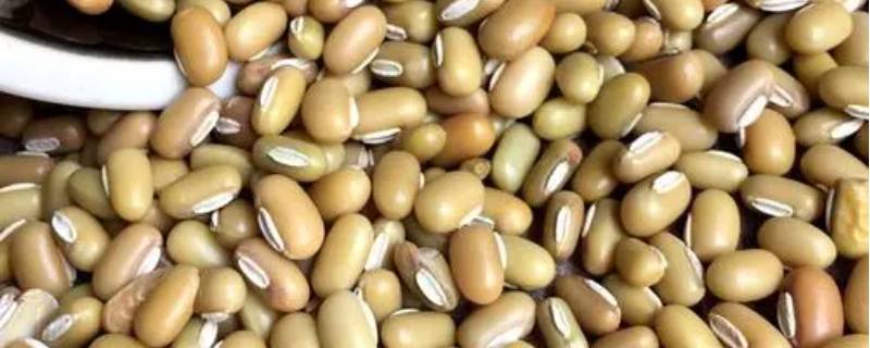 竹豆与绿豆的区别 绿豆和竹豆有什么不同功效