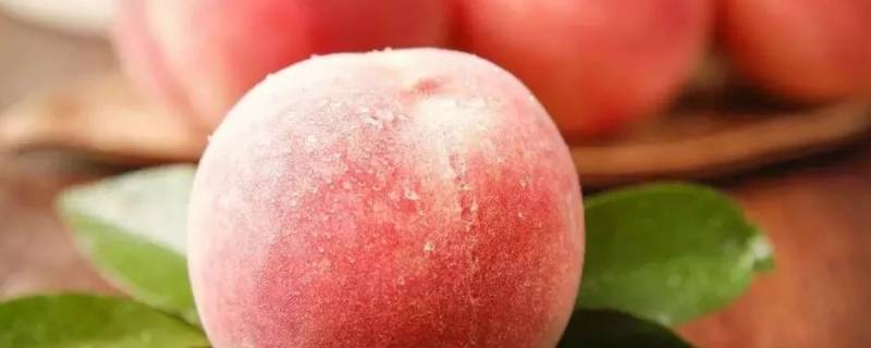 为什么水蜜桃不适合放冰箱 水蜜桃是不是不能放冰箱