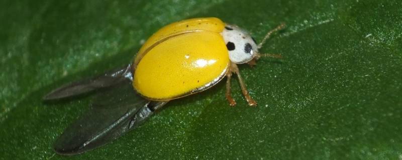 为什么家里会有黄瓢虫 家里有黄褐色的瓢虫预示什么