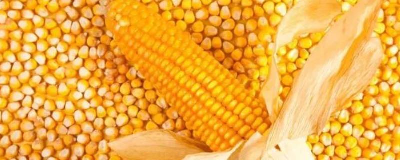 玉蜀黍和玉米有什么区别 玉米蜀黍是什么意思
