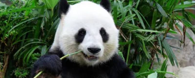 大熊猫吃的竹子叫什么（大熊猫最爱吃的竹子叫什么）