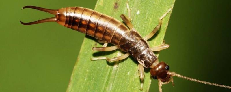 黑色尾巴分叉的是什么虫子 黑色的尾巴分叉的虫