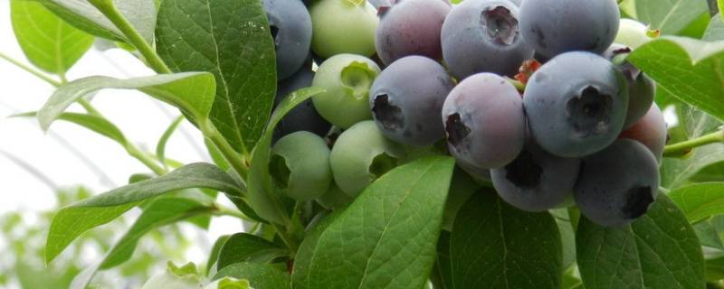 为什么蓝莓里有小白虫（蓝莓里面的小白虫）