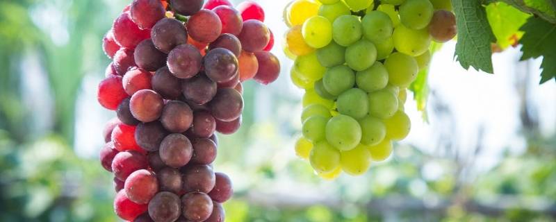 葡萄是碱性还是酸性水果 葡萄属于酸性还是碱性食品