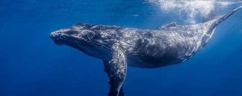 鲸鱼搁浅的原因是什么 鲸鱼搁浅是什么情况造成的