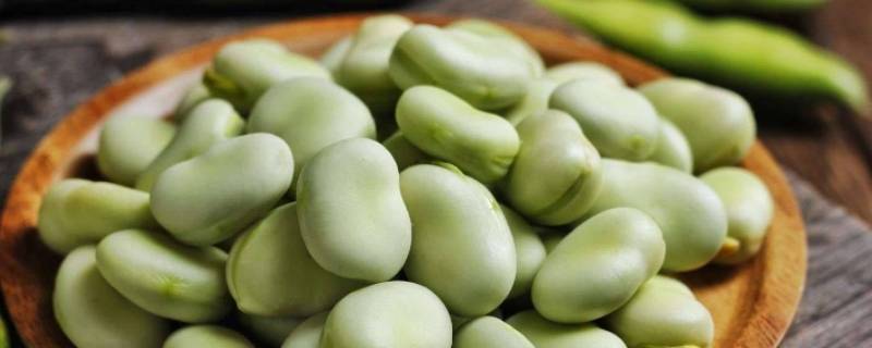 蚕豆种子各部分的作用 简单介绍一下蚕豆种子各部分的作用