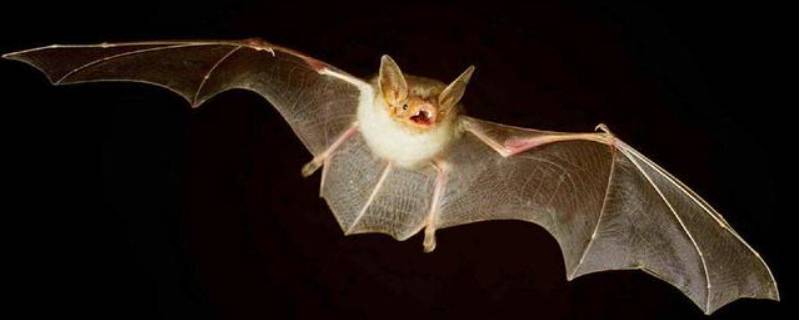 蝙蝠飞进家里需要消毒吗（家里飞进来蝙蝠需要消毒吗）