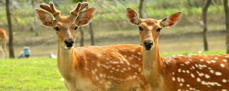 鹿是国家几级保护动物 野生马鹿是国家几级保护动物