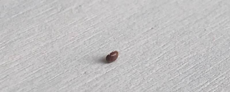 家里有褐色的小虫子很小很多怎么办（家里有褐色的小虫子很小很多怎么办啊）
