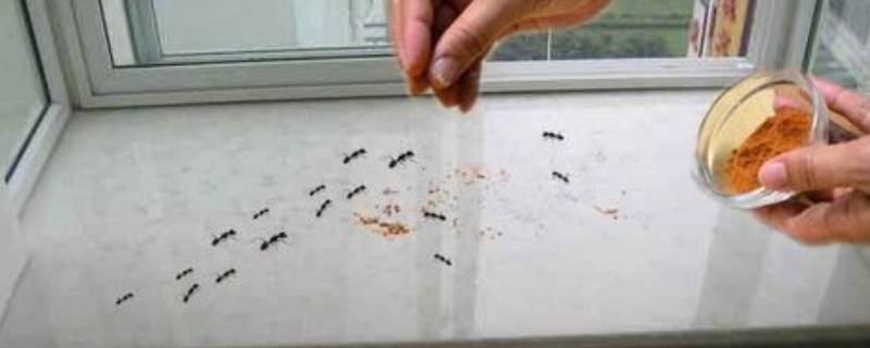 阳台上有蚂蚁怎么根除（家里阳台上有蚂蚁怎么办能除根）