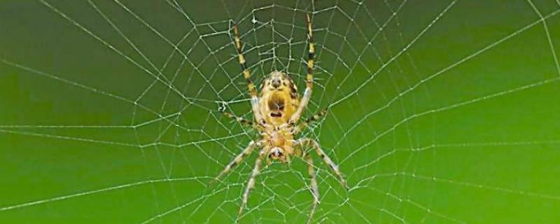蜘蛛和蜈蚣为什么不是昆虫 蜈蚣和蜘蛛不是昆虫吗