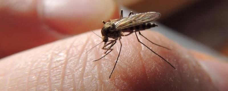 蚊子寿命这么短怎么过冬 蚊子冬天的寿命有多长