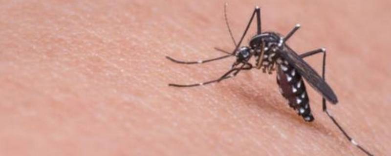 蚊子生命期多长 蚊子生命周期多少天