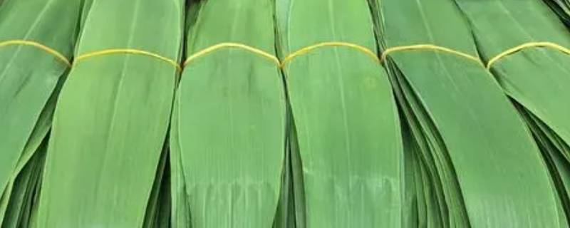 芦苇叶包粽子要不要煮一下（苇叶包粽子用煮吗）