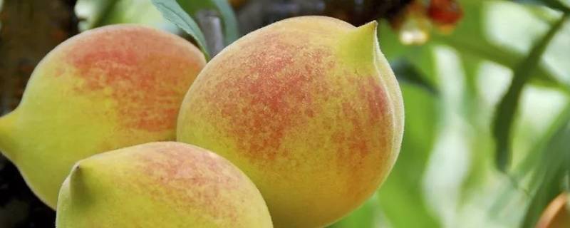 鹰嘴桃和一般桃有什么区别 鹰嘴桃和水蜜桃的区别