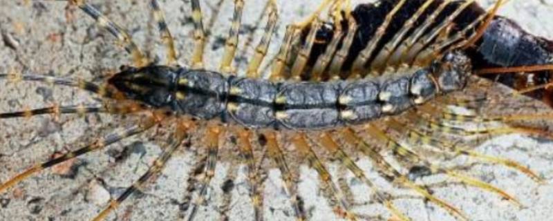 像蜈蚣一样的虫子叫什么很细很长 家里有像蜈蚣一样的虫子叫什么很细很长